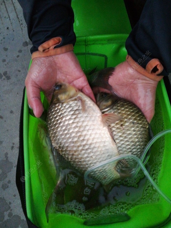 野釣水庫,半天收穫,曬曬魚獲. - 釣魚之家