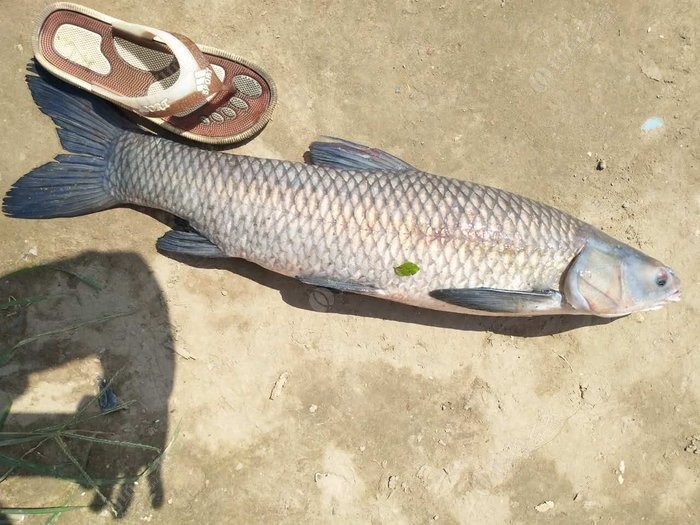 詢問宜昌那裡可以釣大草魚青魚